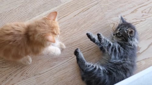 Playful Tabby Kittens Wrestling Indoors
