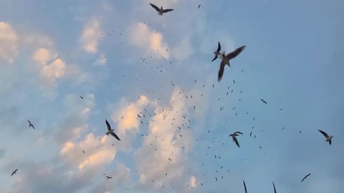 Large Flock of Birds Flying in the Sky