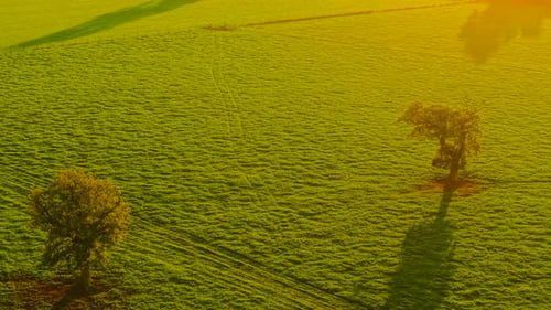Agronomy Pasture Field Under Golden Sunlight with Trees Growing During Warm Evening Eco Farmland