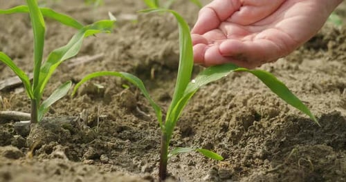 Hand Waters Sprouting Corn Plant on Sunny Farm