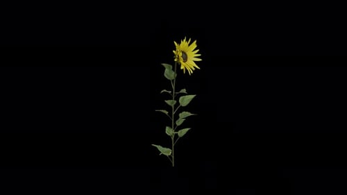 Sunflower Plant blowing in the wind. Animated Flowering Plant. Alpha Channel. Loop Animation
