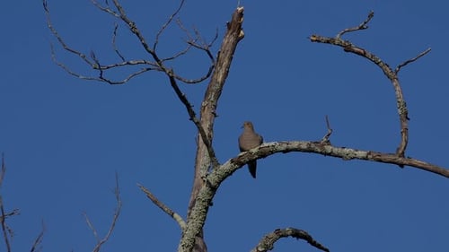 Solitary mourning dove on a dead branch. 25 sec/24 fps. 40% original speed. Clip 6