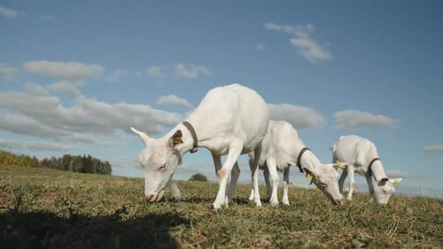 Wide Angle View at Three White Goats Chewing Grass in Meadow