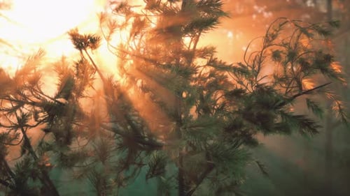Sunbeams Streaming Through the Pine Trees