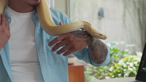Le propriétaire passe du temps avec un serpent python albinos domestique