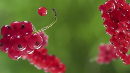 Flying Red Currant and Redcurrants Bunch in Green Garden Background