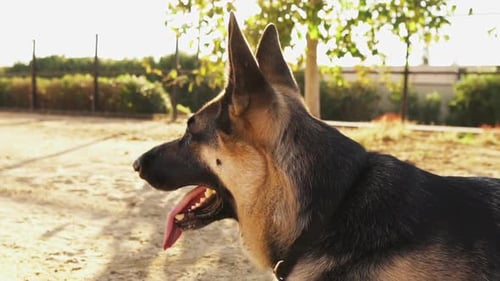 German Shepherd Dog Panting in Bright Sunlight