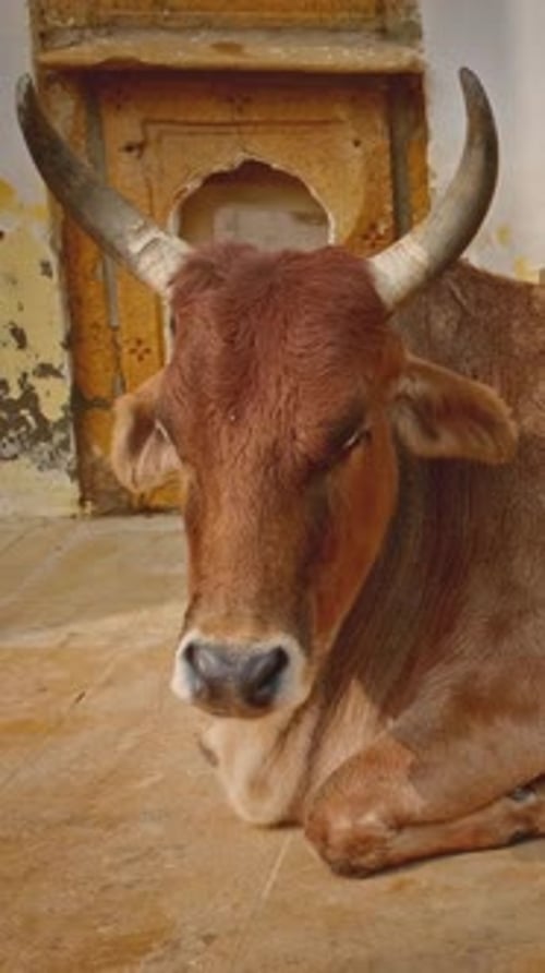 Vache indienne, animal sacré, couchée dans la rue de Jaisalmer, Rajasthan, Inde