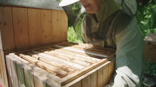 Beekeeper Harvesting Honey at Apiary Bee Yard. Close Up