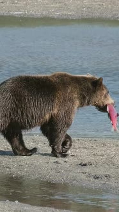 Brown Bear with Salmon on River