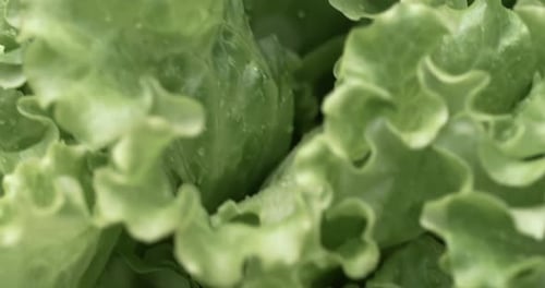 Fresh Lettuce with Water Droplets Close-Up