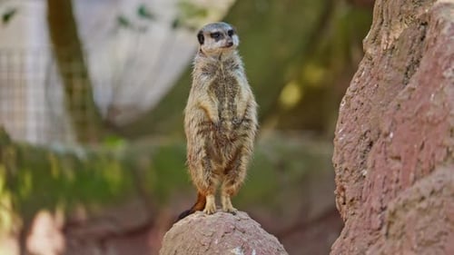 Meerkat Outdoors in the Animal Park Basking in the Sun