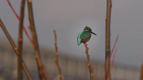 A Common Kingfisher Resting in Tree.
