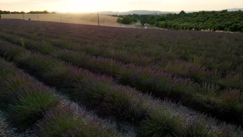 Flying slowly over a lavender field in provence France