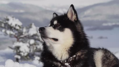 Close Up Of Alaskan Malamute Lying In Snow During Winter In Indre Fosen, Norway