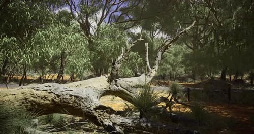 Dry Tree Trunk Lies Among Green Foliage in an Australian Outback Landscape