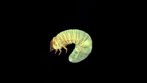 Rhinoceros Beetle Larvae