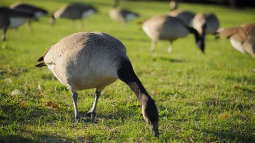 A Group of Geese Exploring a Green Park Searching for Food on the Grass