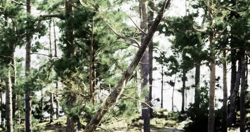 Pine Trees Sway Gently By the Lake Under Bright Sunlight in a Forest Setting