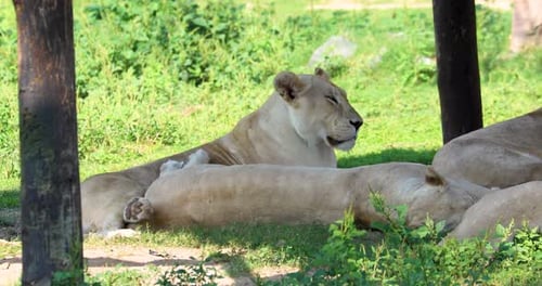Lions Resting Peacefully in Natural Habitat