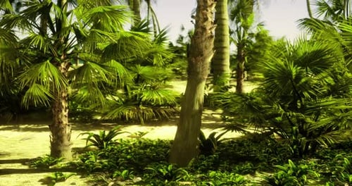 Realistic Tropical Jungle Fly Through Revealing Ocean