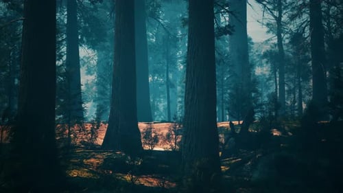 Pine Forest with the Last of the Sun Shining Through the Trees