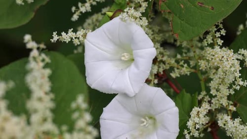 Summer flowers: white flowers in close-up
