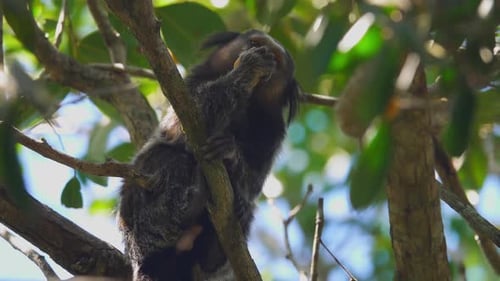 Singe ouistiti mangeant des fruits sur une branche d'arbre