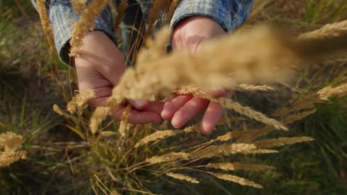 Woman Hand Touching a Golden Wheat Ear in the Wheat Field Wearing Blue Checkered Shirt Top View