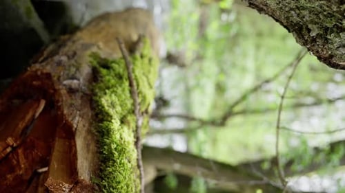 Nahaufnahme eines moosbedeckten Baumstamms in einer natürlichen Landschaft Ein mit Moos bedeckter Baum