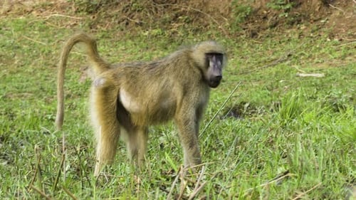 A chacma baboon eats green grass on the bank of a river. The video was taken from a boat drifting in