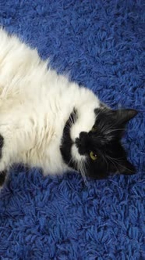 Funny White Black Cat at Home