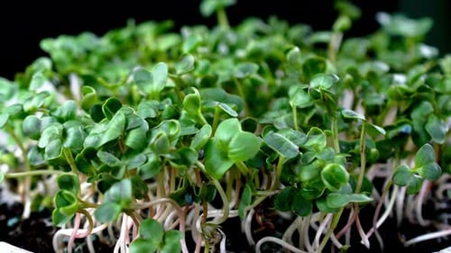 Close-up of Freshly Grown Microgreens in Container