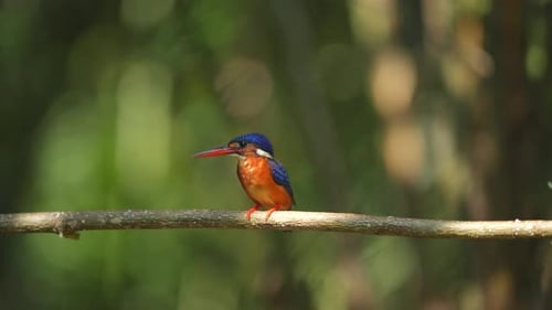 a Blue-eared kingfisher bird looks calmly perched on a branch while observing its prey