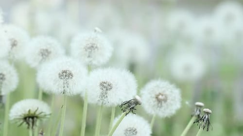 Weißer flauschiger Löwenzahn Gewöhnlicher Löwenzahn (Taraxacum officinal) wächst aus dem Gras, Nahaufnahme