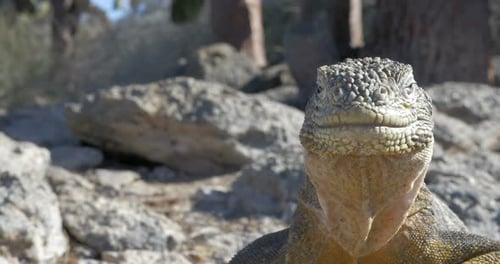 Ground Iguana