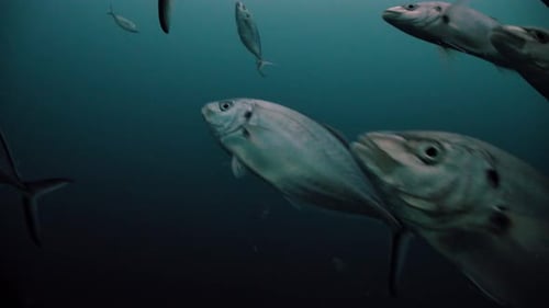 Great White Shark Carcharodon carcharias Neptune Islands South Australia 4k slow motion 50fps