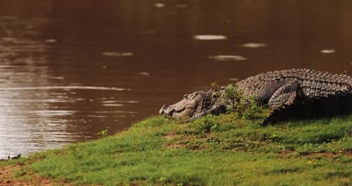 Crocodile Basking By the Riverbank in Yala National Park