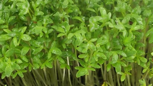 Watering microgreens garden cress seedling with small drops of water. Slow motion.