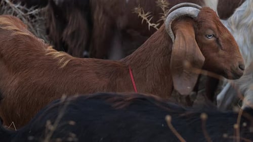 Videoaufnahme einer Ziege in ihrer Herde beim Fressen