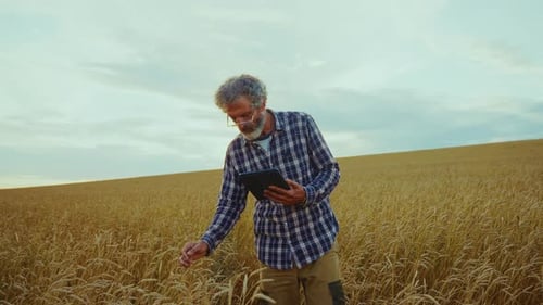Farmer Inspecting Wheat Crop with Tablet in Field at Dusk