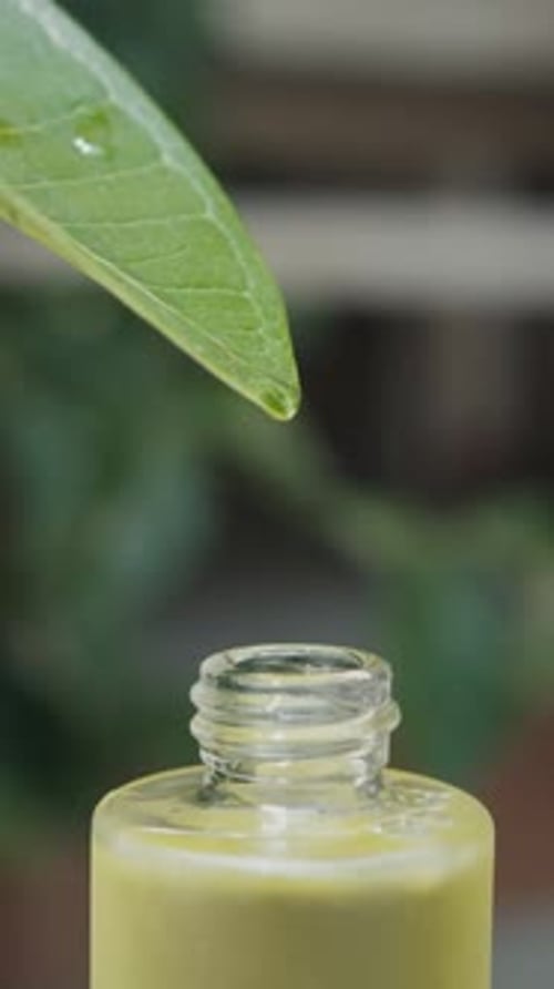 Green Leaf with Essential Oil Drops Natural Therapy