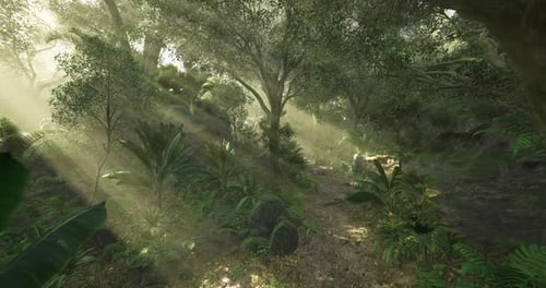 Sunlight Filtering Through Trees in a Lush Forest During the Early Morning