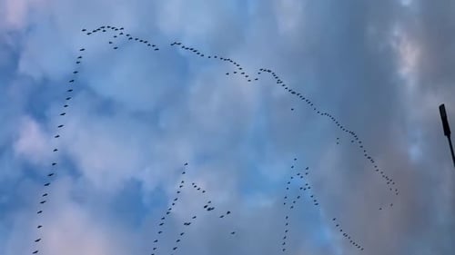 A flock of birds flying on the magical blue sky background.Migrating Greater birds flying in formati
