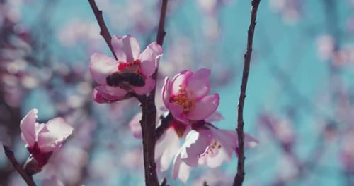 Bee Pollinating Cherry Blossoms Closeup Outdoors Nature Awakening Concept in Spring