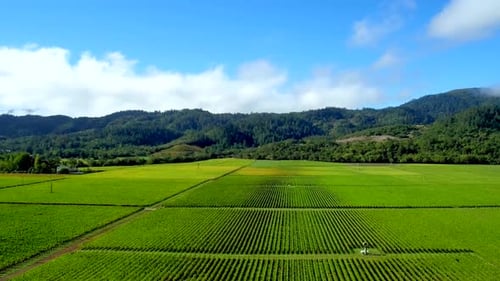 Beautiful Vineyard, Winery, Rows of Grapes, Agriculture, Aerial Drone View of Beautiful