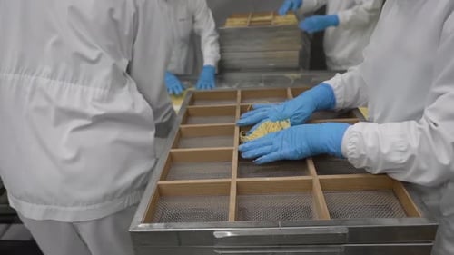 Des ouvriers en blouse blanche et gants bleus trient des nouilles fraîches dans des plateaux en bois à compartiments en bois à