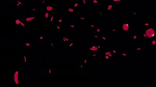 Rote Rosenblätter fallen auf Alpha Channel 4K.