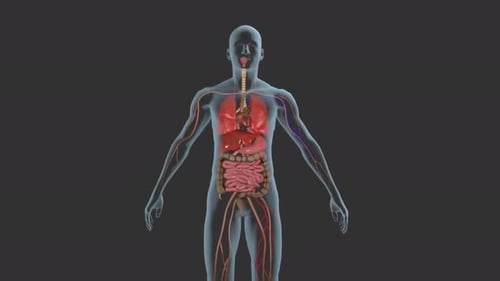 Human Anatomy Internal Organs and Systems 3D Animation