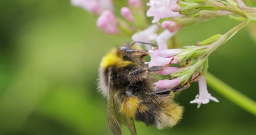 Bumble Bee Pollinating Pink Flowers in Summer Garden